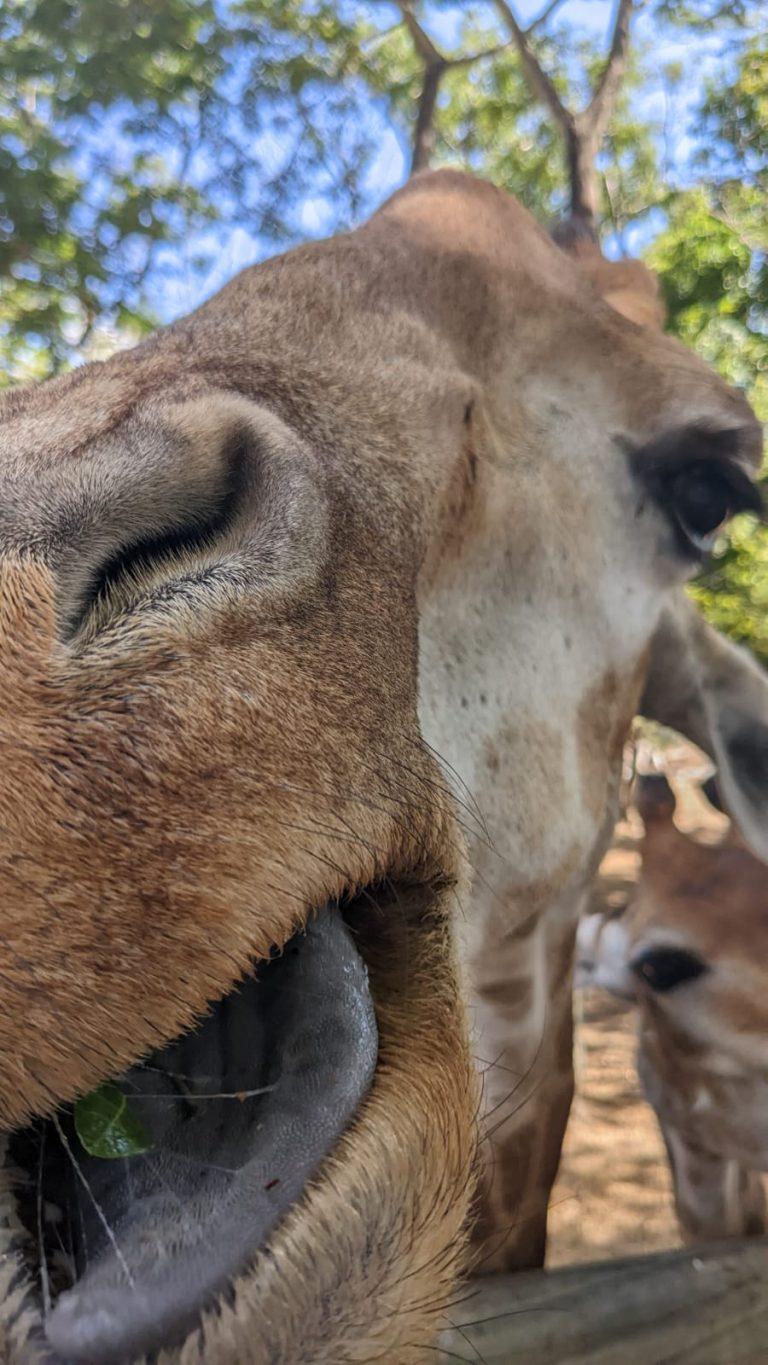 ארוחת בוקר עם ג'ירפות במאוריציוס