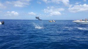 Ocean Swim with Dolphins