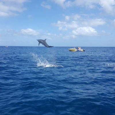 Ocean Swim with Dolphins